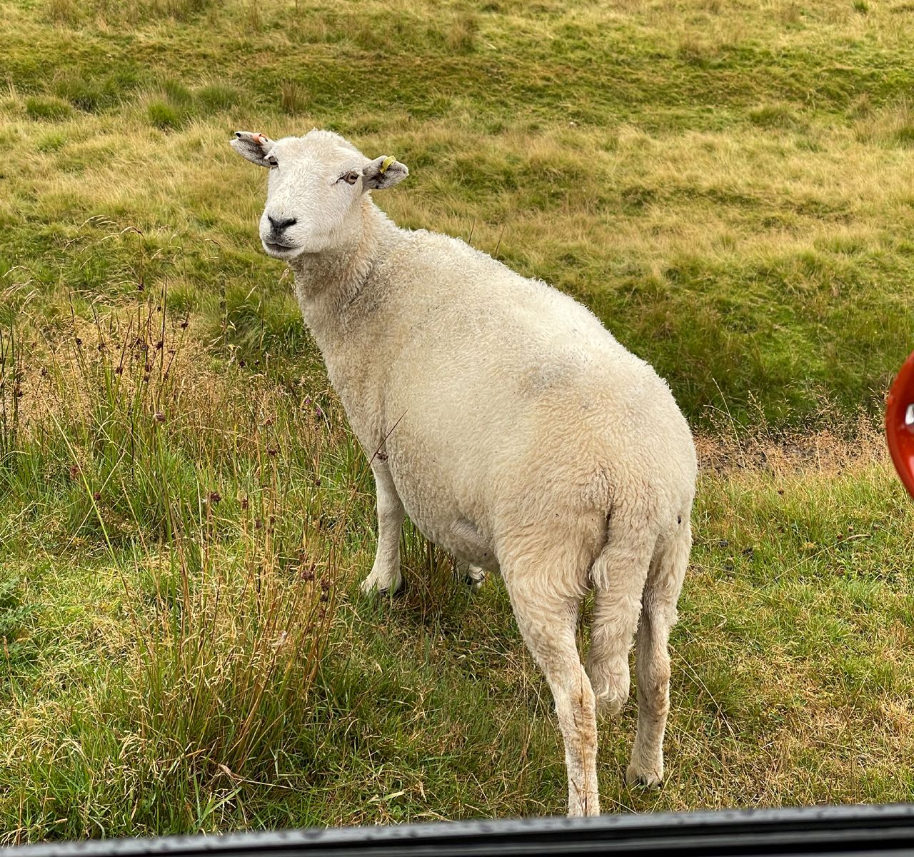 Porsche Macan GTS To Wales Sheep