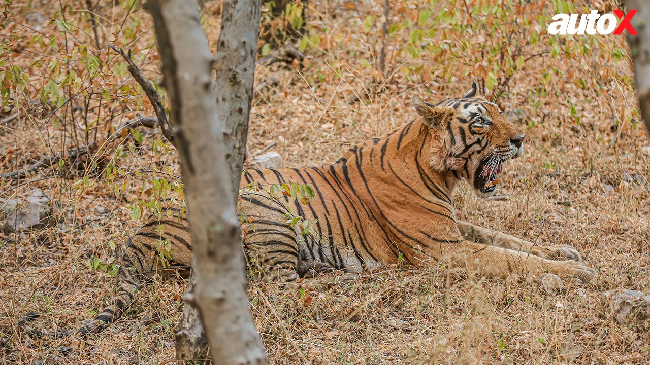 Rajaji Tiger Reserve 2